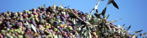Aceitunas Olimendros